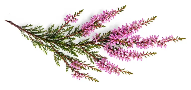 Scottish heather